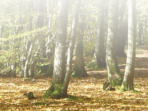 Mushroom walks in Sussex