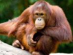 Northern Borneo wildlife tour