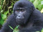 East Africa wildlife holiday, Masai Mara & mountain gorillas
