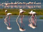 East Africa wildlife safari holiday