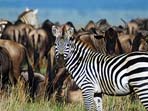 Tanzania wildlife holiday & community insight