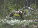 Brown bear tracking in Sweden