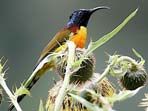 Bhutan bird watching holiday