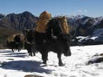 Trekking holiday in Bhutan