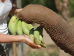 Elephant conservation homestay in Thailand 