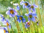 Bhutan botany holiday