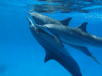 Cruise and swim with dolphins in Egypt