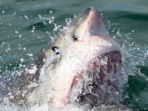 Great White shark monitoring in South Africa