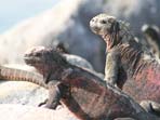 Galapagos Amazon & Inca Adventure