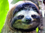 Wildlife photographic tour in Costa Rica