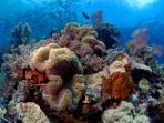 Sulawesi diving resort, Indonesia