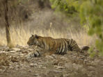 Tiger conservation holiday in India