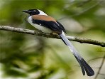 Kerala birdwatching holidays, Western Ghats