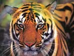 Wildlife photography holiday in India