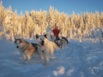 Husky safari in Finland, tailor made