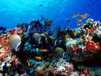 Marine conservation volunteering in the Maldives