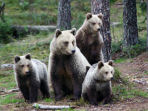 Wildlife holiday in Finland