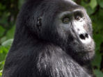 Mountain gorilla project in Uganda 