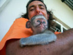Vervet monkey volunteering, South Africa