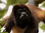 Ecuador wildlife tours