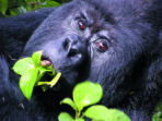 Family safari in Uganda, gorillas and chimps