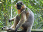 Bangladesh wildlife holiday