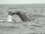 Blue whale watching tours in Sri Lanka