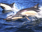 Mauritius marine research project