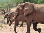 Botswana wildlife conservation