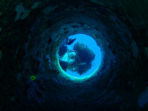 Marine conservation in Koh Tao, Thailand