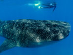 Mozambique beach holiday, with whale shark experience
