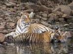 Tailor made tiger safari in India