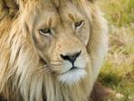 Camping safaris in Malawi and Zambia 
