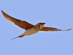 Andalucia bird watching tours, Spain