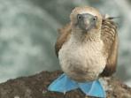 Galapagos holiday cruise