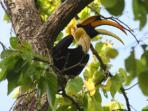 India bird watching holiday in the Himalayas