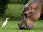 Zambia and Malawi tailor made safaris