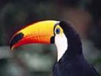 Brazil wildlife holiday, tailor made