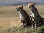Southern Tanzania luxury safari holiday