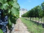 Wine tasting holiday in the Loire Valley 