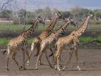 Tanzania holidays, Selous, Zanzibar & the coast