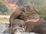 Elephant conservation holiday in Thailand