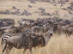 Great Wildebeest Migration safari in Kenya and Tanzania