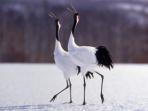 Hokkaido winter holiday in Japan