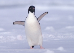 Penguin on a top 10 wildlife watching holiday