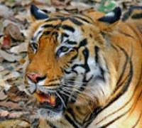 Tiger, top wildlife experiences