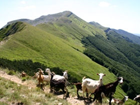 wild Tuscany
