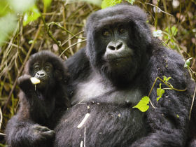 Luxury lodge in Rwanda