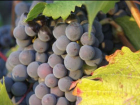 Loire Valley gourmet