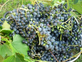 Loire Valley gourmet